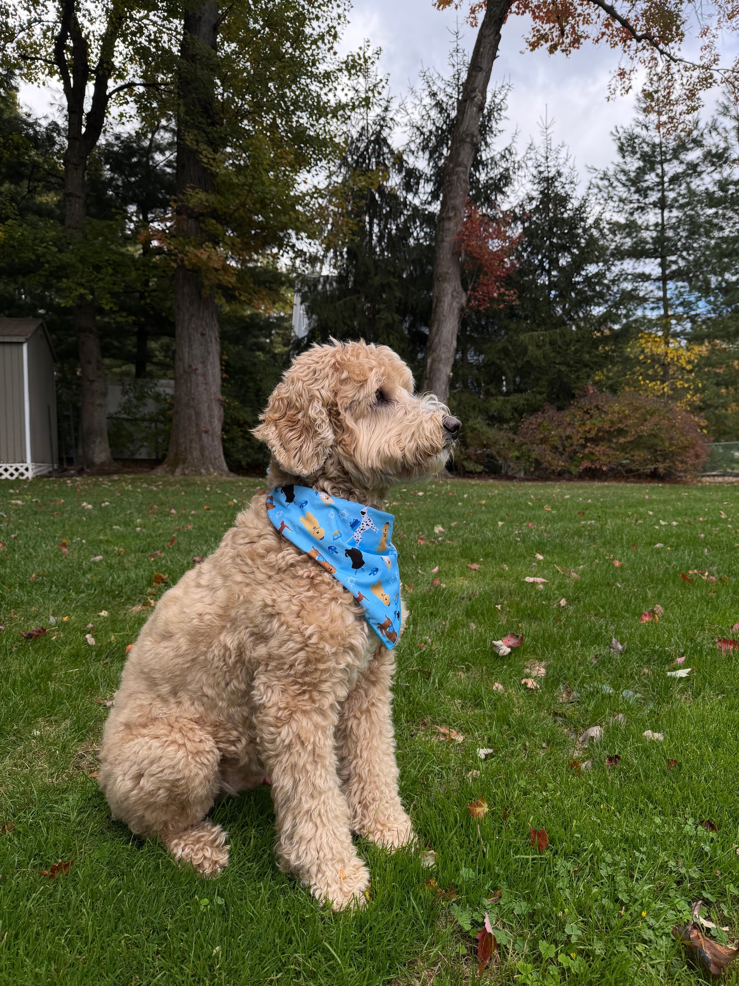 Paw-nukkah Dog Bandana